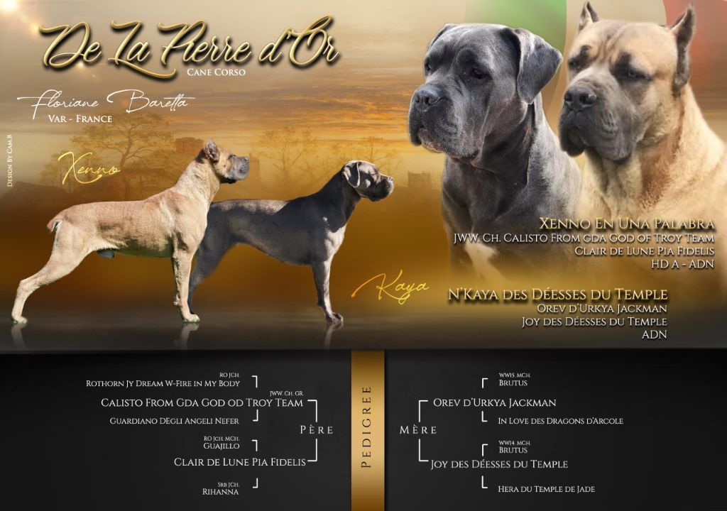 chiot Cane Corso de la pierre d'or