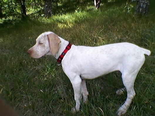 Itak de la pierre d'or