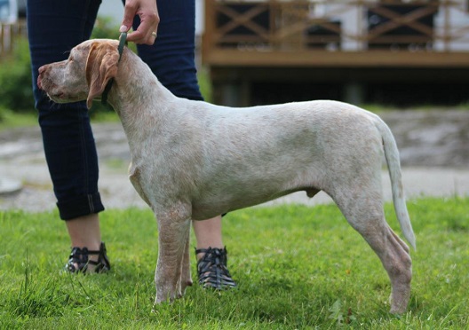 Hunter gyldenskov de la pierre d'or