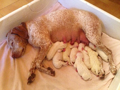 de la pierre d'or - Chiots de Cali et Eclair