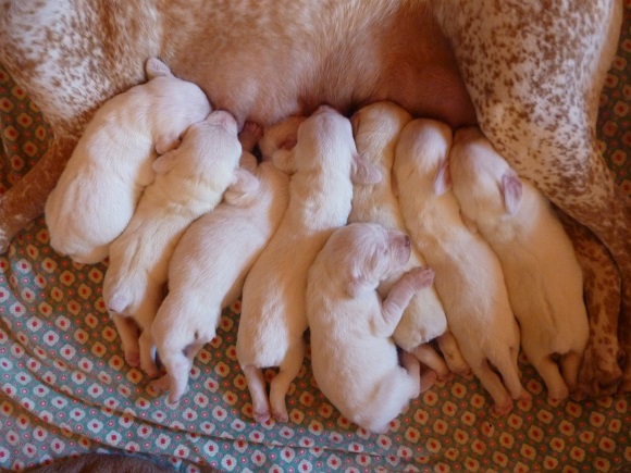 Chiots Cali et Eclair portée 2013
