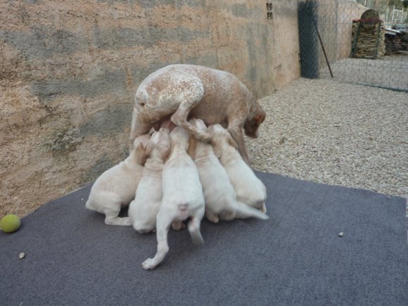 Chiots Cali et Arthur portée 2012