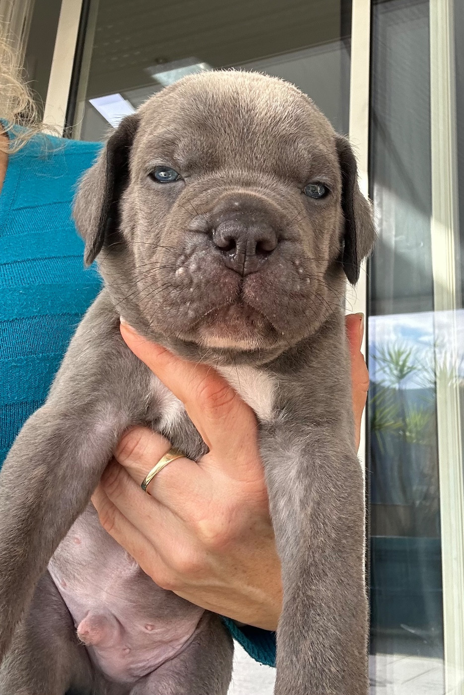 de la pierre d'or - Chiots disponibles - Cane Corso