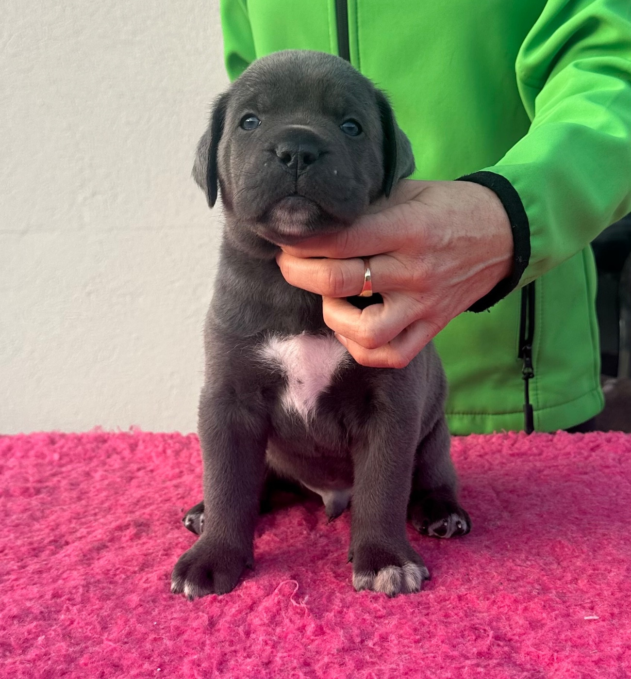 de la pierre d'or - Chiots disponibles - Cane Corso