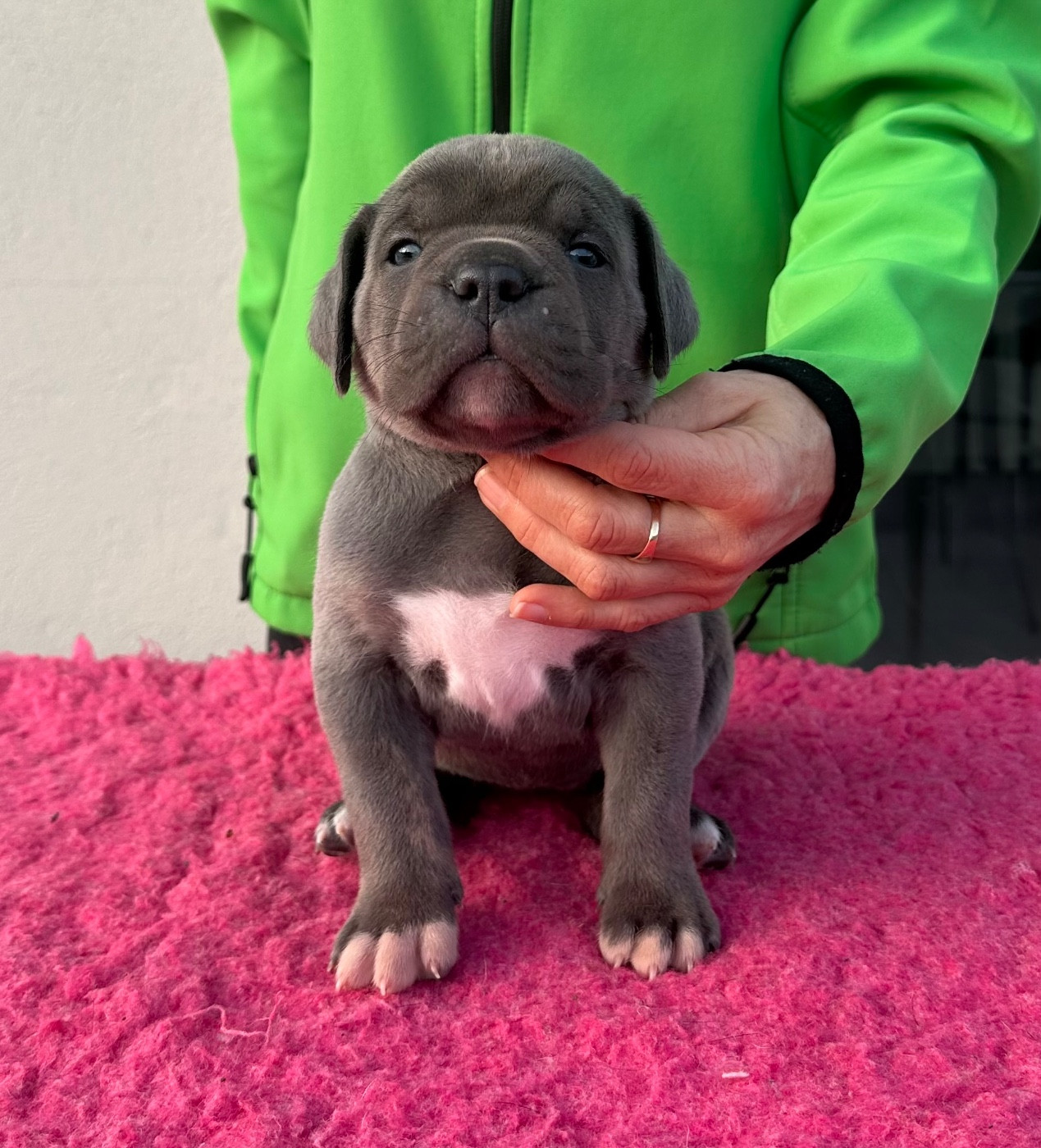 de la pierre d'or - Chiots disponibles - Cane Corso