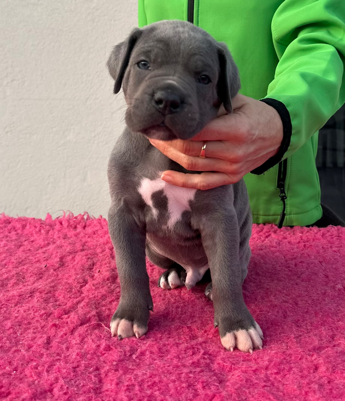 de la pierre d'or - Chiots disponibles - Cane Corso