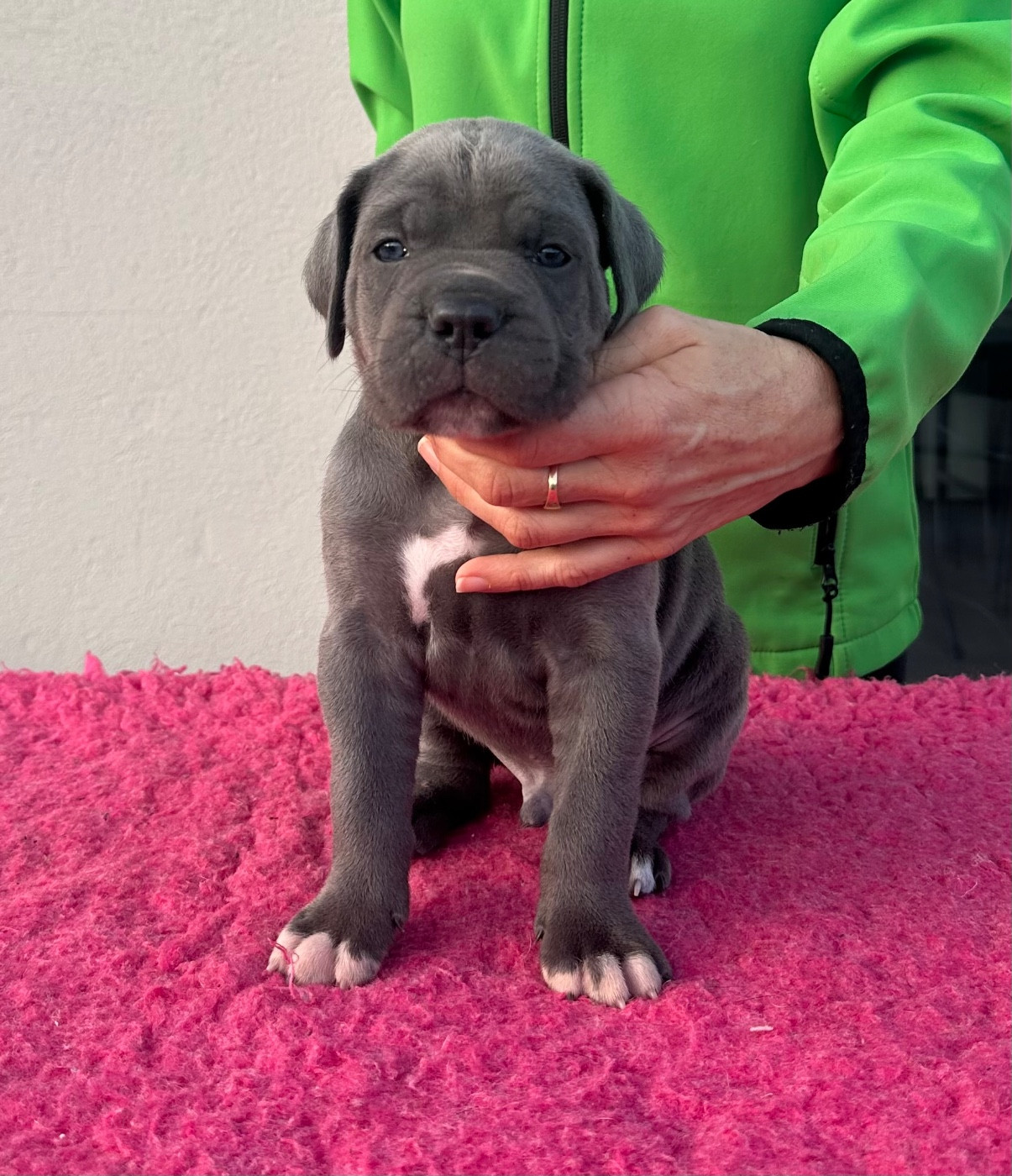 de la pierre d'or - Chiots disponibles - Cane Corso