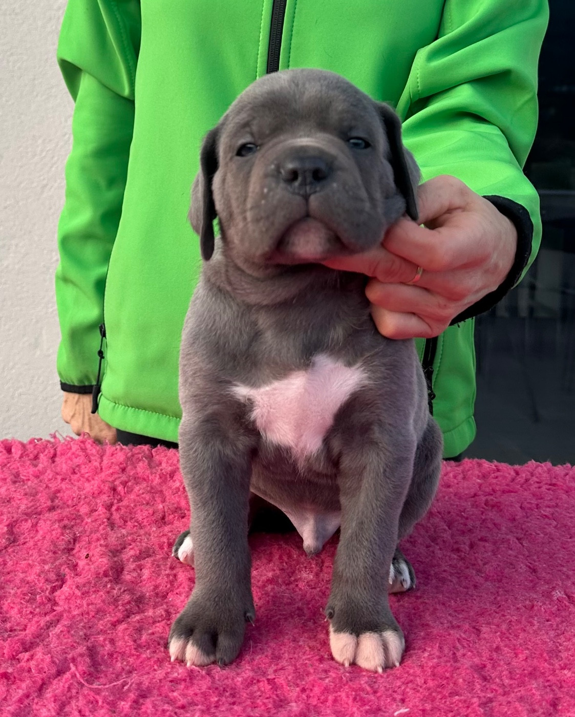 de la pierre d'or - Chiots disponibles - Cane Corso