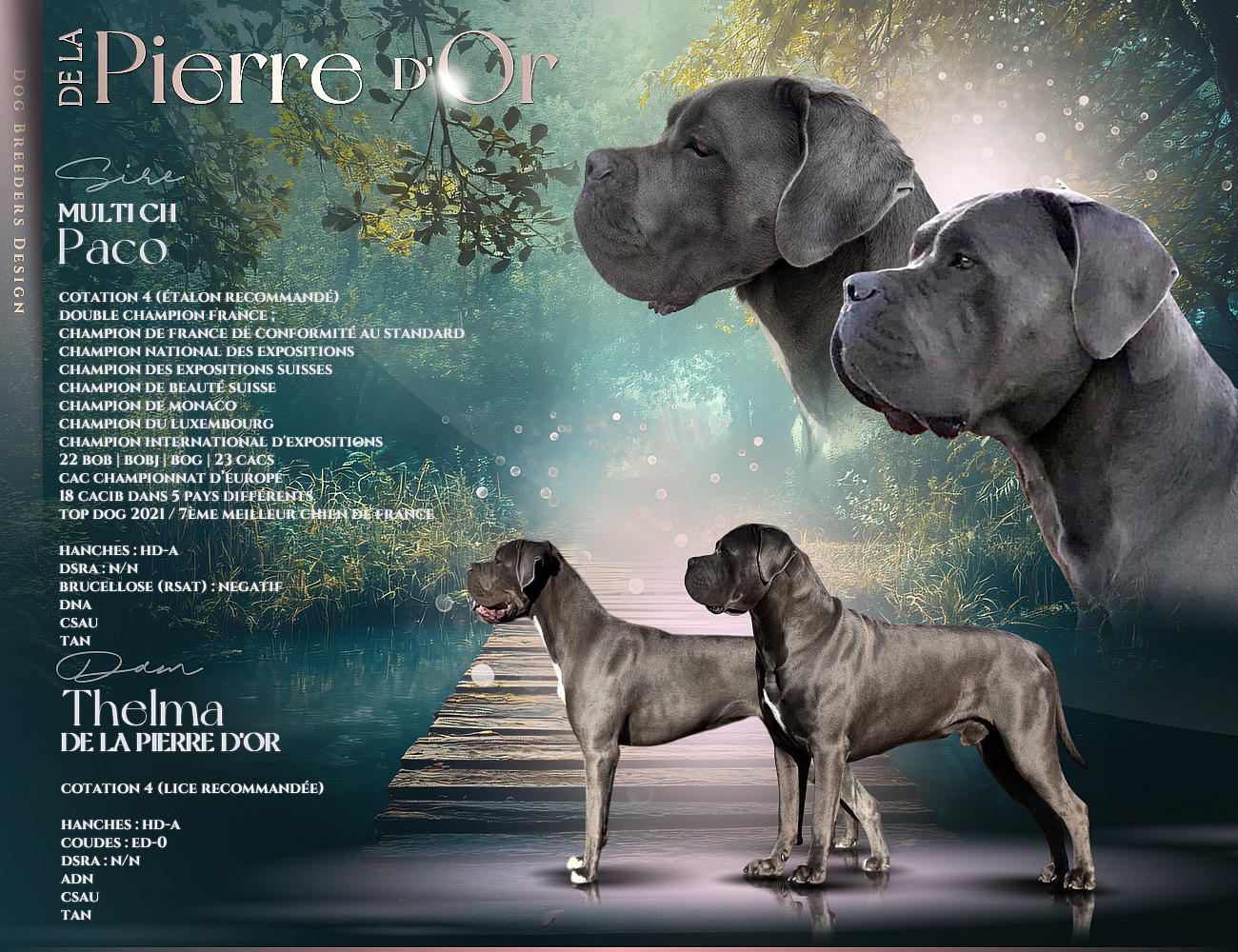 Chiot Cane Corso de la pierre d'or