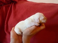 CHIOT