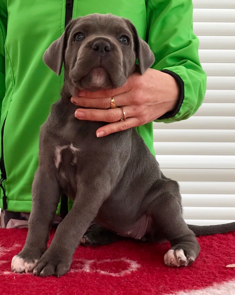 de la pierre d'or - Chiots disponibles - Cane Corso